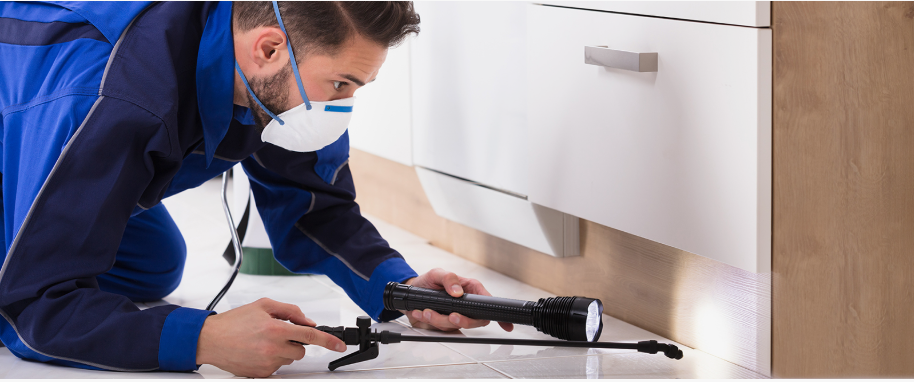 San Juan pest xpert removal